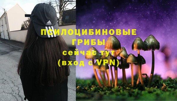 стафф Алзамай